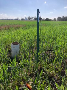 12 sensor 120cm EnviroPro soil probe being installed in a cropping paddock